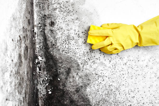 Best Residential Mold Removal  in Yorktown Heights, NY