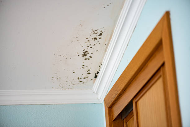 Certified Mold Removal in Yorktown Heights, NY
