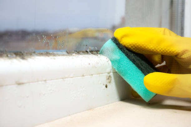 Attic Mold Removal in Yorktown Heights, NY