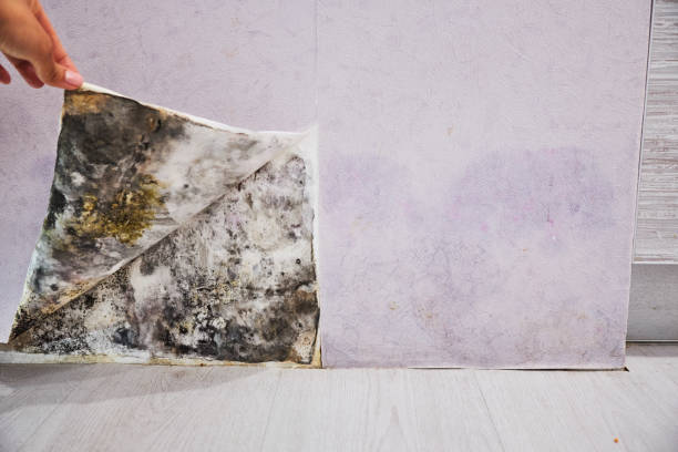 Best Fast Mold Removal  in Yorktown Heights, NY